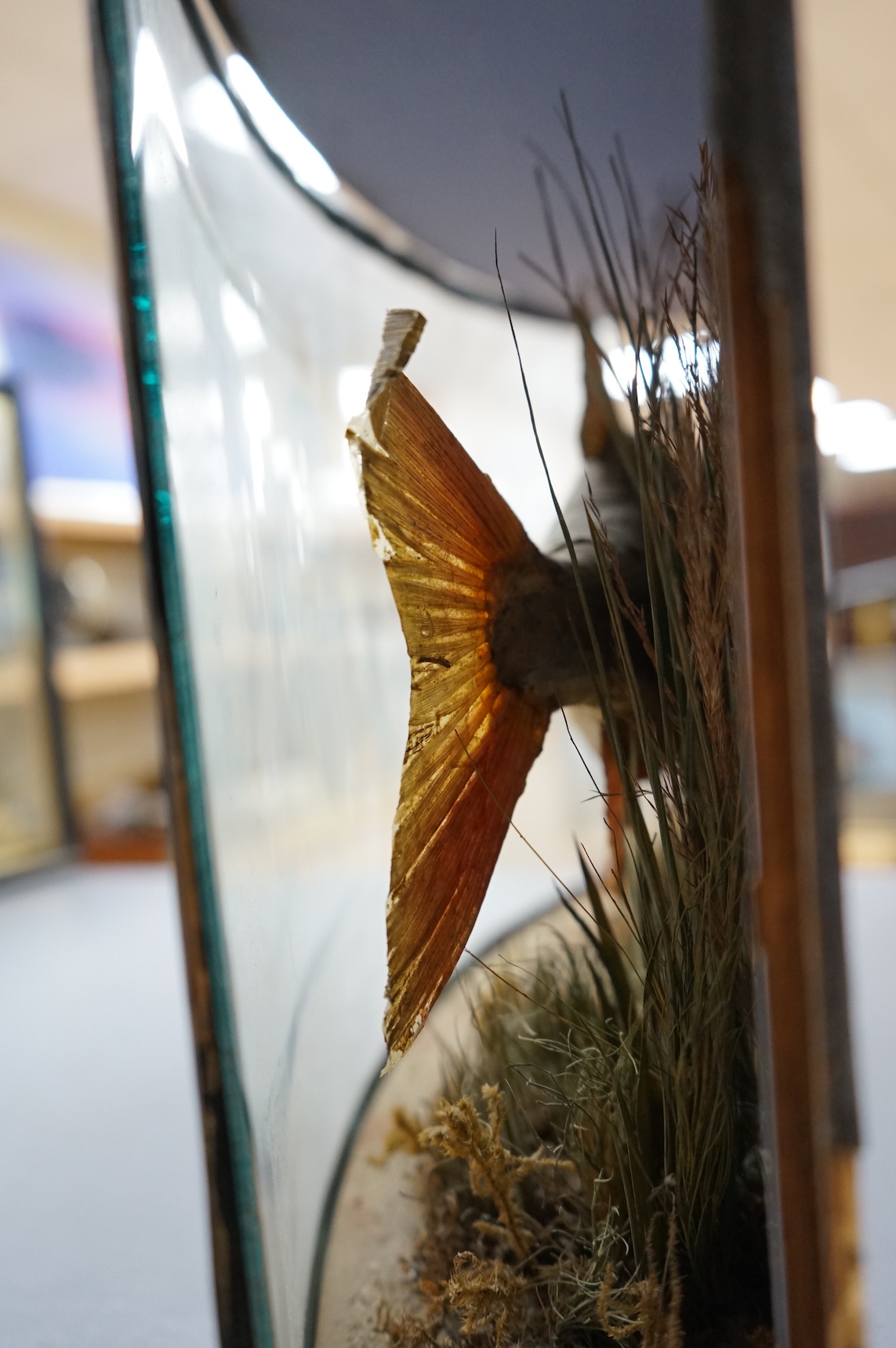 A mid 19th century taxidermy Rudd in a bow fronted case, with paper label reading; ‘Preserved by J. Cooper & Sons, 28 Radnor Street, St Luke’s, London E.C.’ and another with ‘Caught by Mr. J. Blakeley 19th Aug. 1866’, di